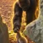 narra is both animals? icon
