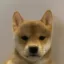 INU icon