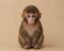 just ape icon