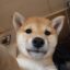 Natural Inu icon