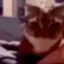 tapcat icon