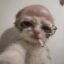Unc Kitty icon
