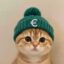 EURO CAT icon