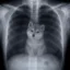 dog in u icon
