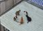 The Cat Cabal icon