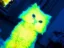 Quantum Cat icon