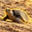 The Hollywood Turtle icon