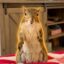 Mindy The Squirrel icon