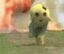 Explosion Funassyi icon