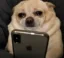 泣きじゃくる犬 icon