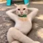 Zesty Cat icon
