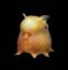 Grimpoteuthis icon