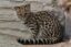 Leopardus tigrinus antisuyo icon