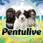 Pentulive icon