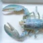 Tax evasion lobster icon