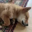 Elon Musk's New Adopted Dog icon
