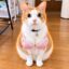 Titty Kitty icon