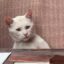 The Frustrated Cat icon
