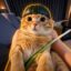 The Trencher Cat icon