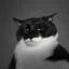 gigacat icon