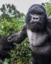 ape or die icon