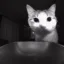 The Betrayed Cat icon