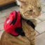 Catpack icon