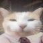 Quant Cat icon