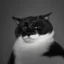 gigacat icon