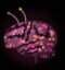 Beebrain icon