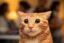Cute Cat icon