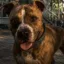Rico icon