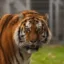 Altai the Tiger icon
