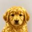 Golden Retriever icon