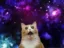 GALAXY CAT icon