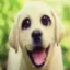 Sludge Inu icon