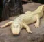 Claude the Alligator icon
