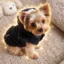 The Official Justice For Lilly icon