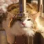 faucat icon