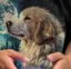 muse icon