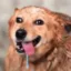 Genuine Stupidity icon