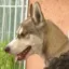 Justice For Ruso icon