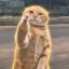 fuck u cat icon