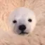 doginu icon