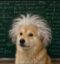 Science Inu icon