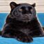 The Melanistic Leopard icon
