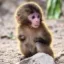 DEV DONATED ZOO icon