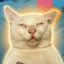 Tipsy Cat icon