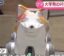 ハッチャン icon
