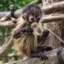 NURO the Monkey icon
